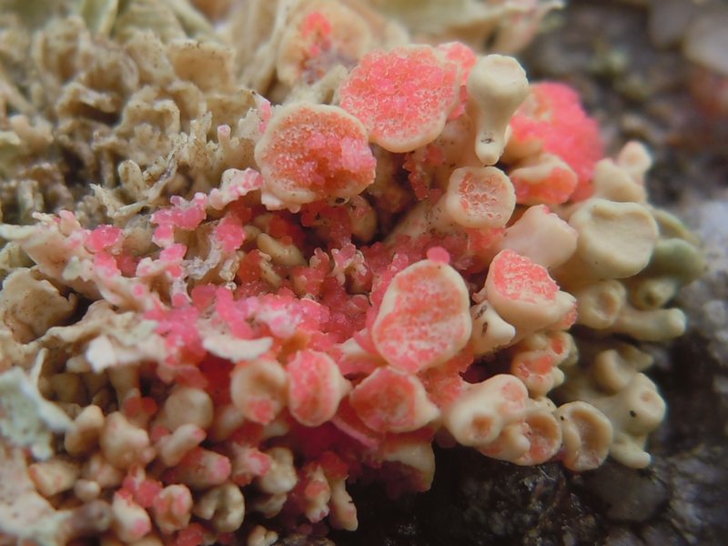 ....Funghi lichenicoli su Ramaline?